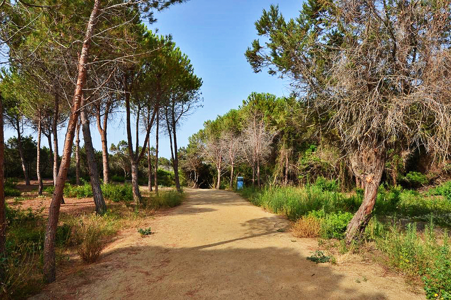 Pineta - Hotel Resort Fiore di Maggio